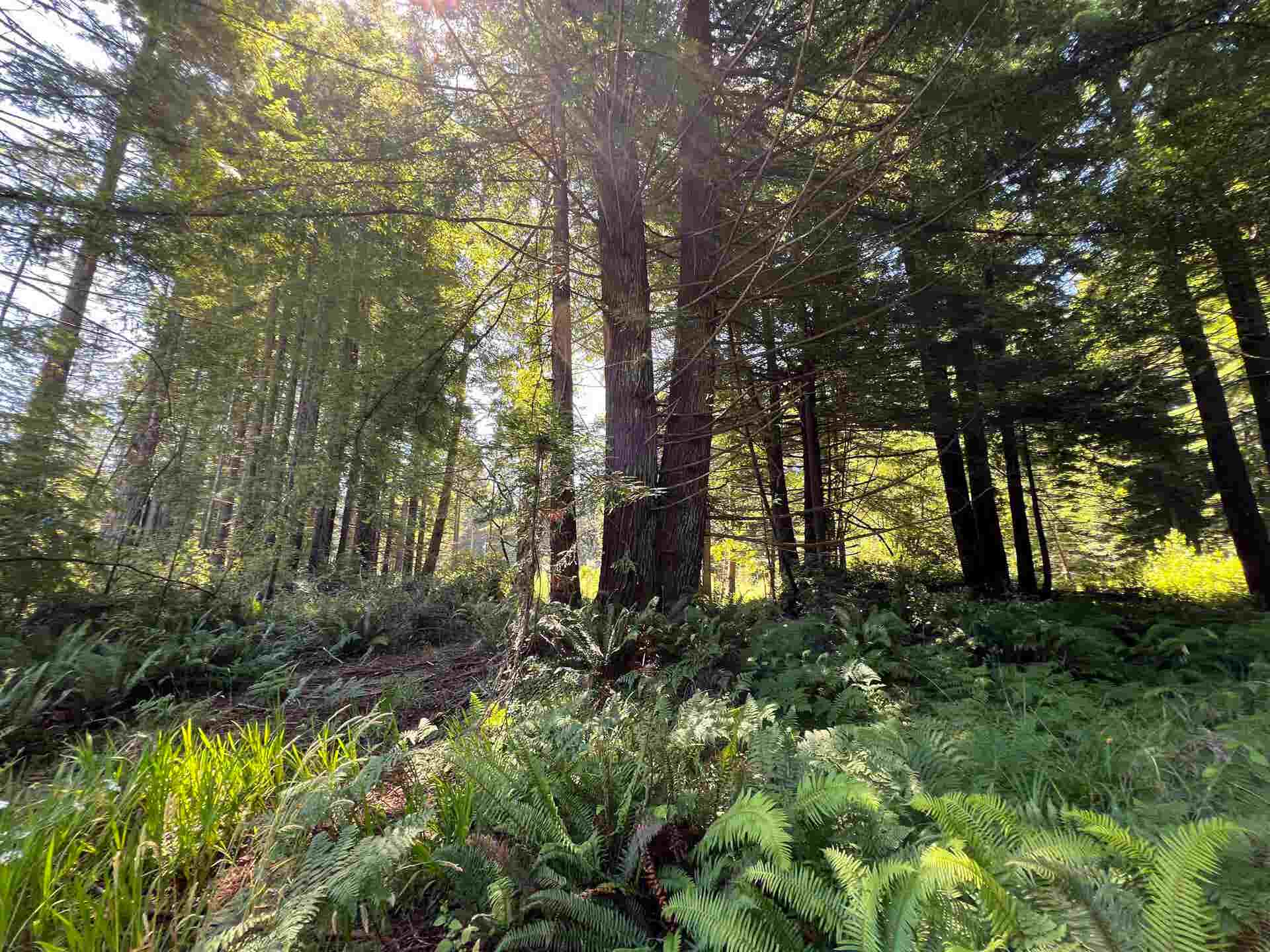 Boomerang Drive, Crescent City, CA 95531