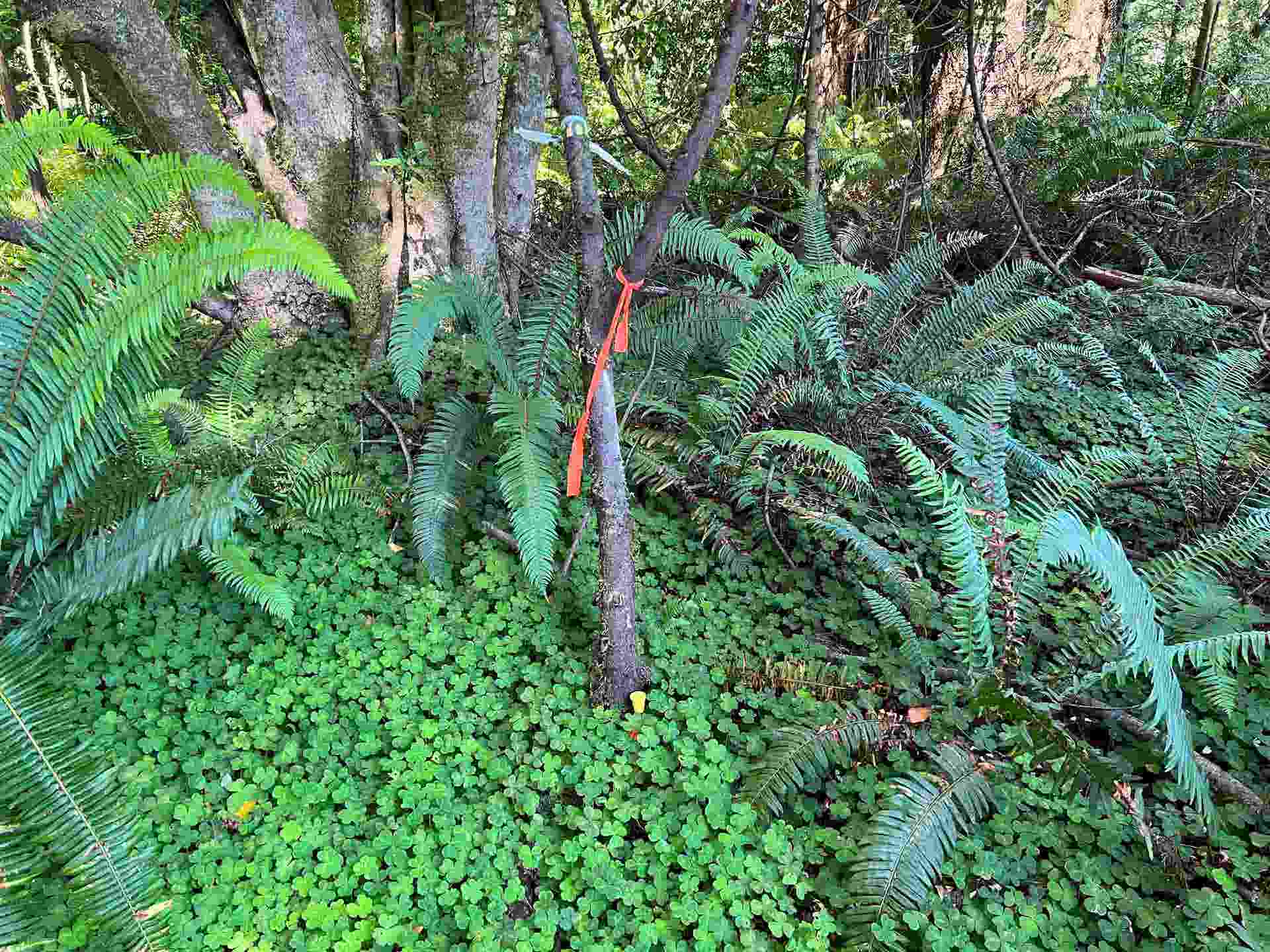 Boomerang Drive, Crescent City, CA 95531