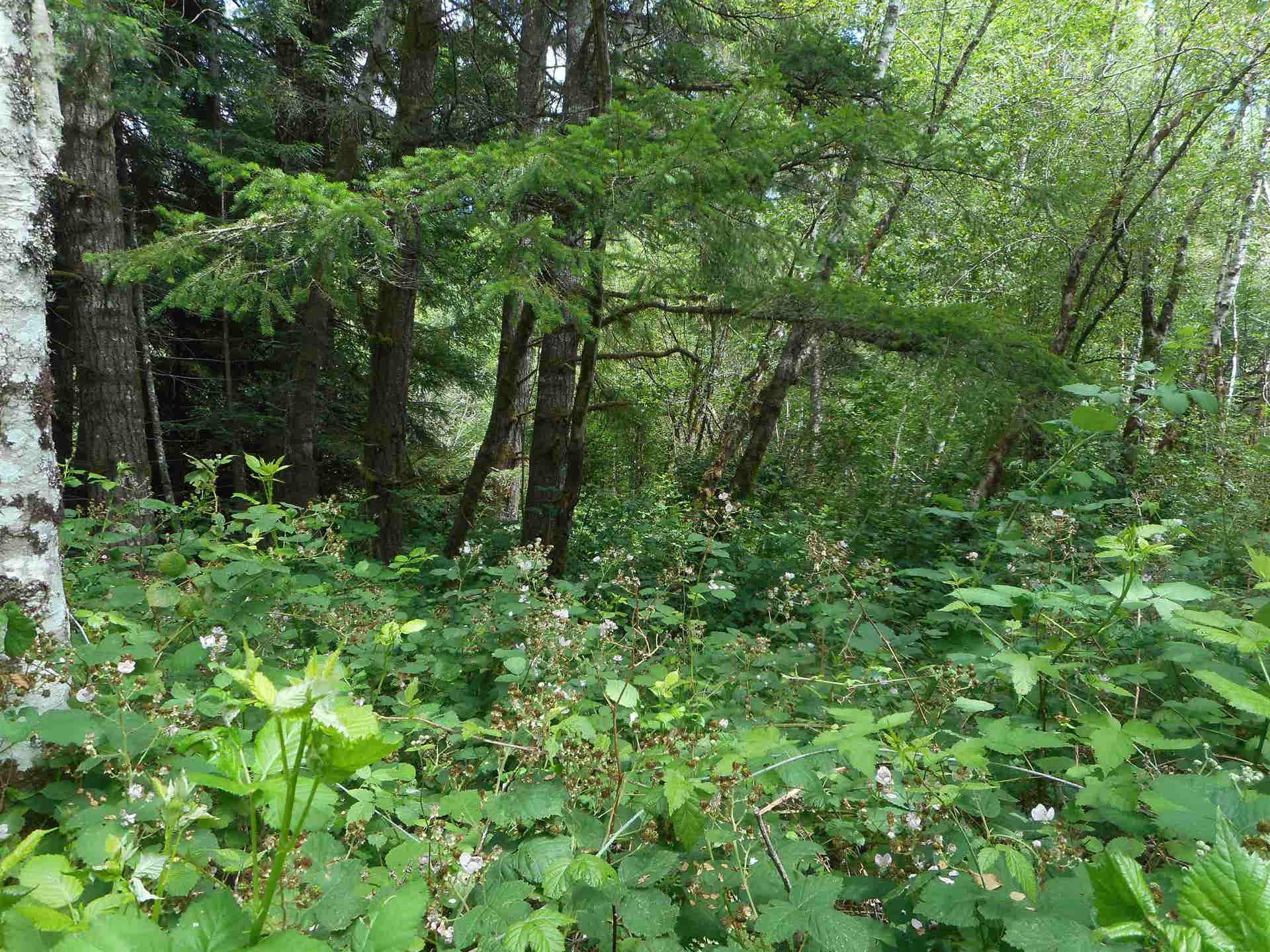 240 Club Drive, Crescent City, CA 95531
