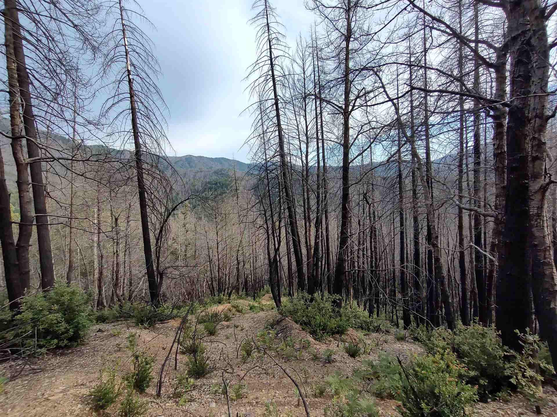122180018 17N05, Gasquet, CA 95543