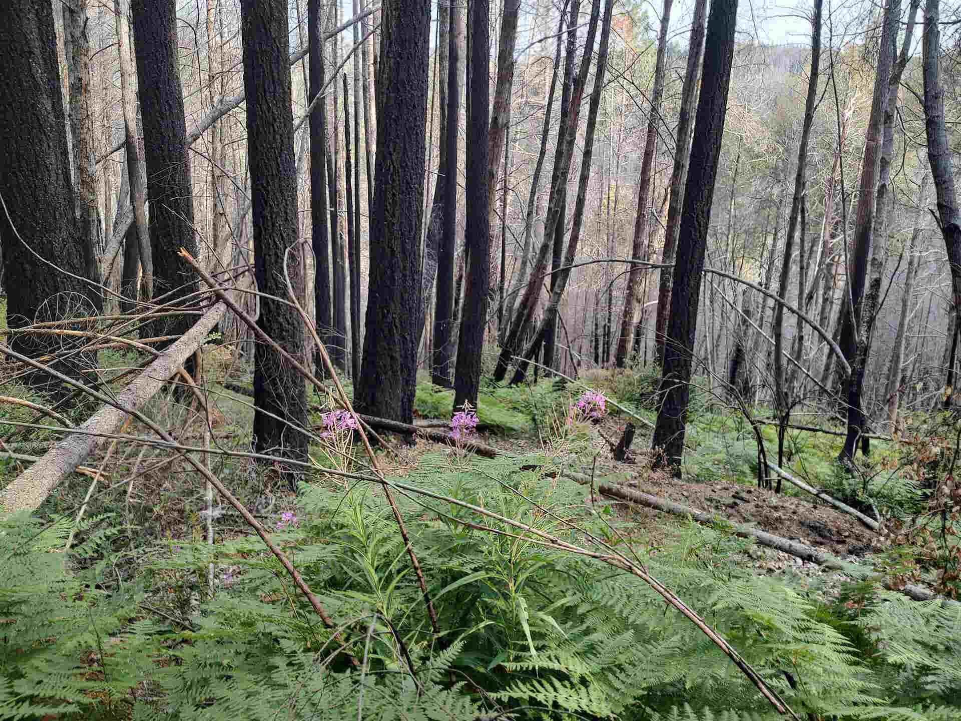 122180018 17N05, Gasquet, CA 95543