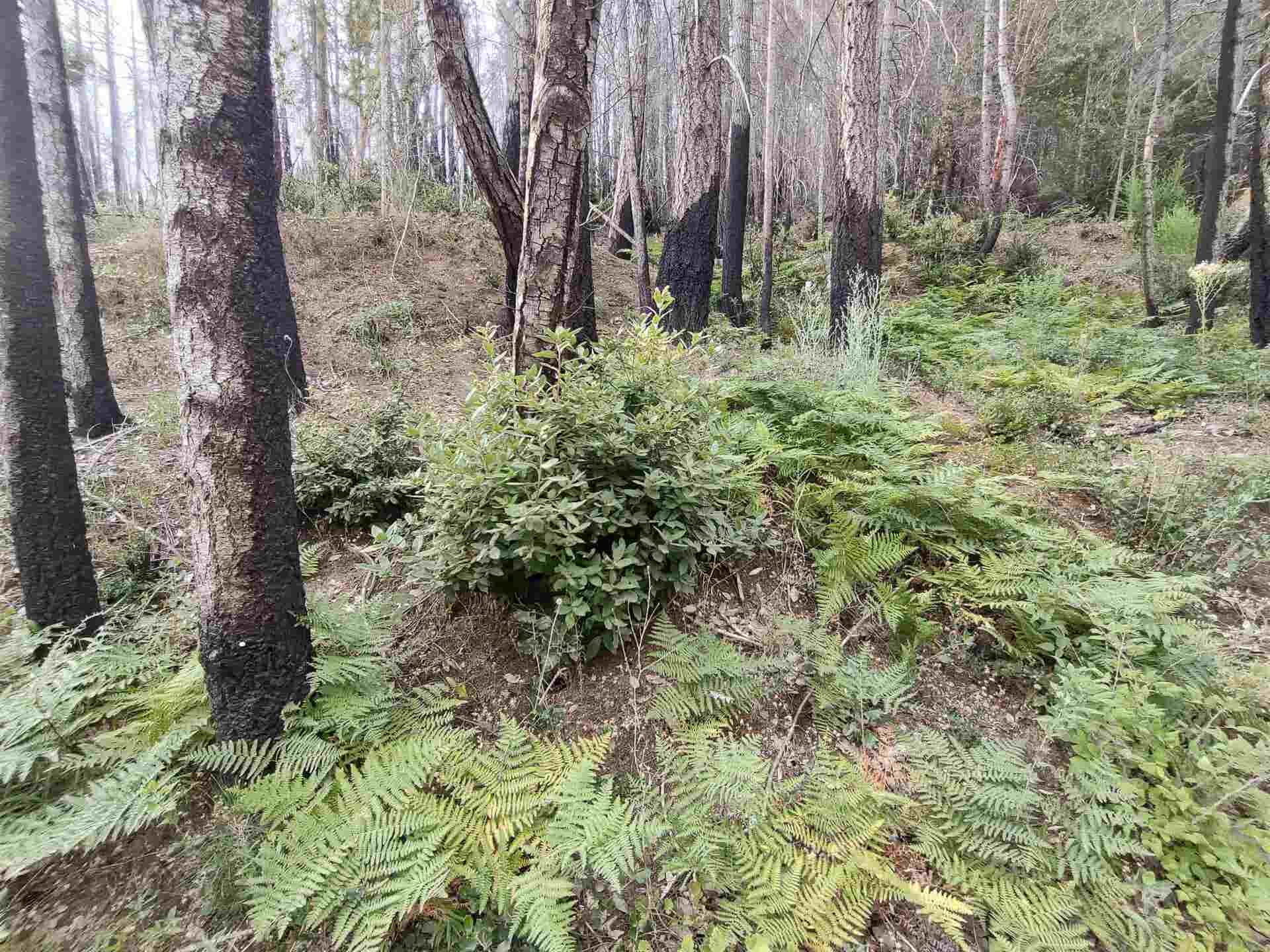 122180018 17N05, Gasquet, CA 95543